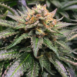 Semillas Amnesia Lemon Feminizada