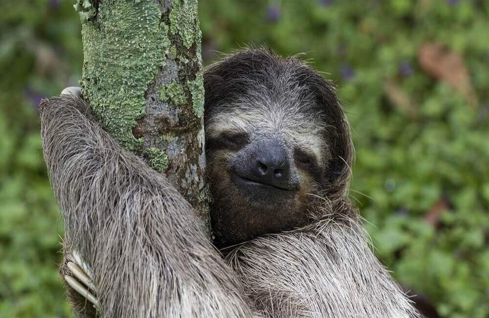 Are sloths endangered